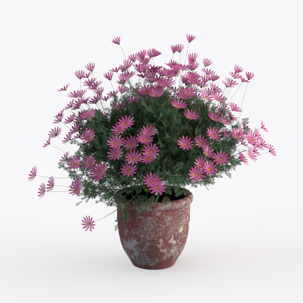 flower-Country Grace