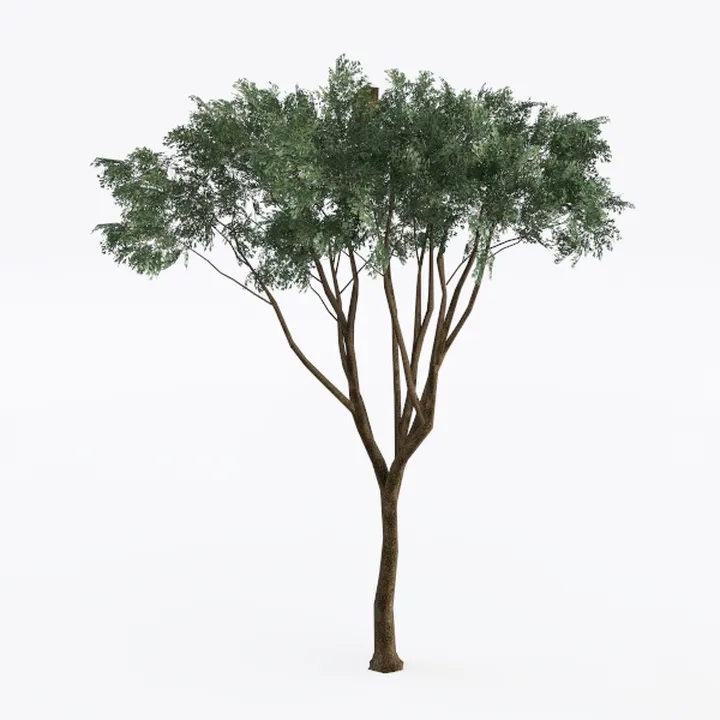 tree-Exterior Plant