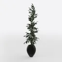 Minimalist Tall Potted Floor Plant 3D Model Right 45 Degree View