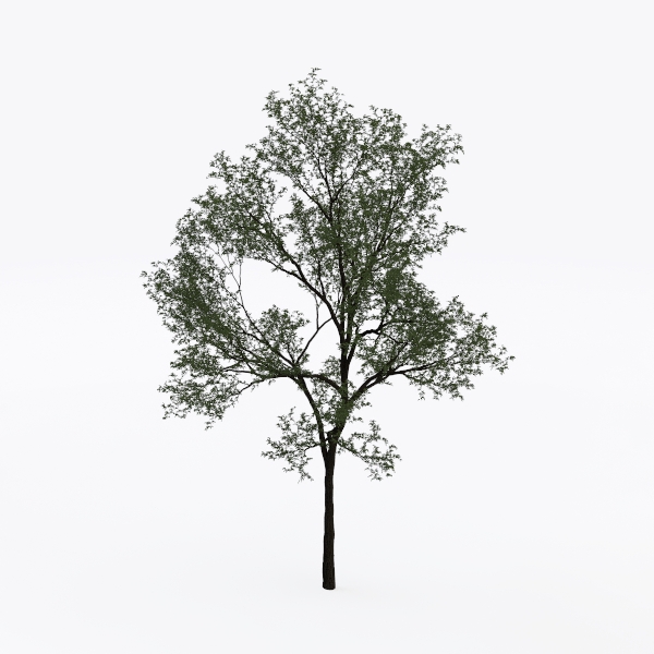 tree-Landscape Greenery