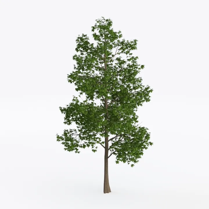 tree-Landscape Greenery
