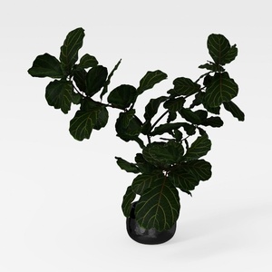 Live Pothos Plants (4PK) Indoor Plants Live 