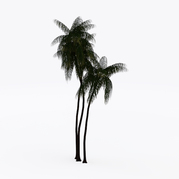 coco tree-Landscape Greenery
