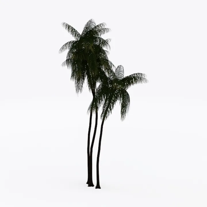 coco tree-Landscape Greenery