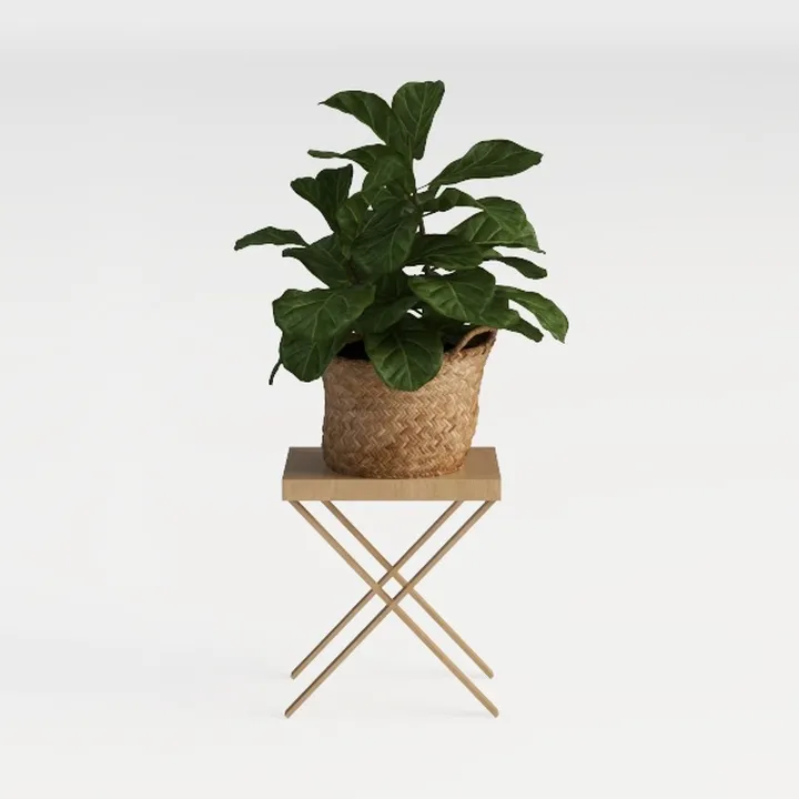 plant