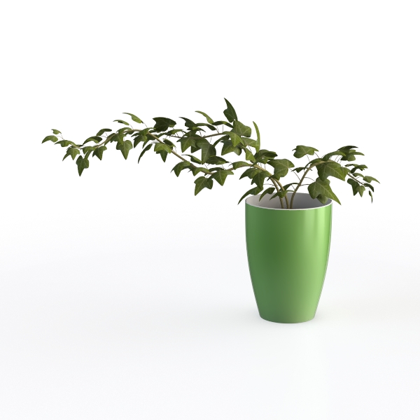 Green plant R-82
