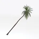 coco tree-Exterior Plant Right 45 Degree View