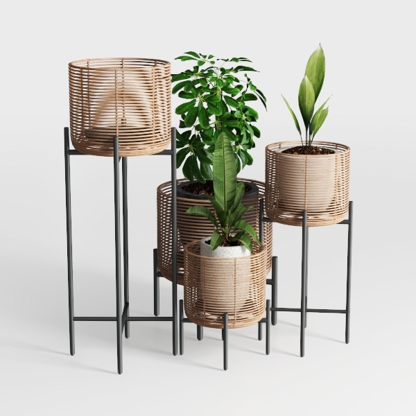 Midnight in Paris-plant