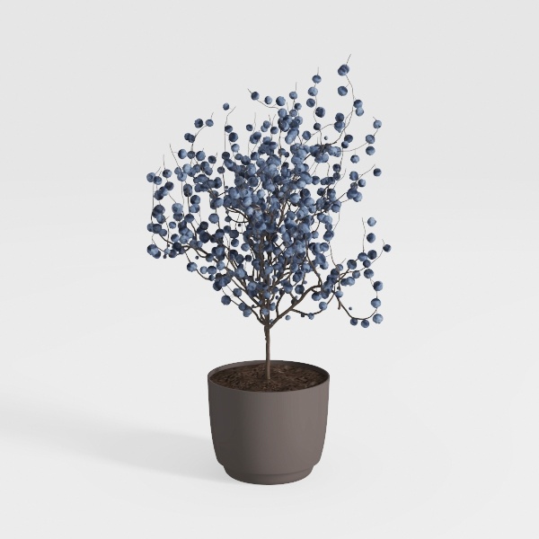 Designer Plant-54