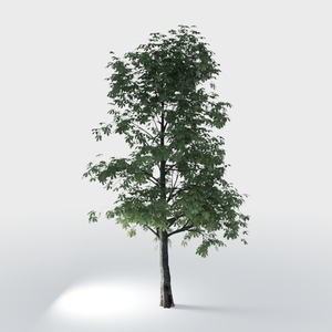 tree-Landscape Greenery