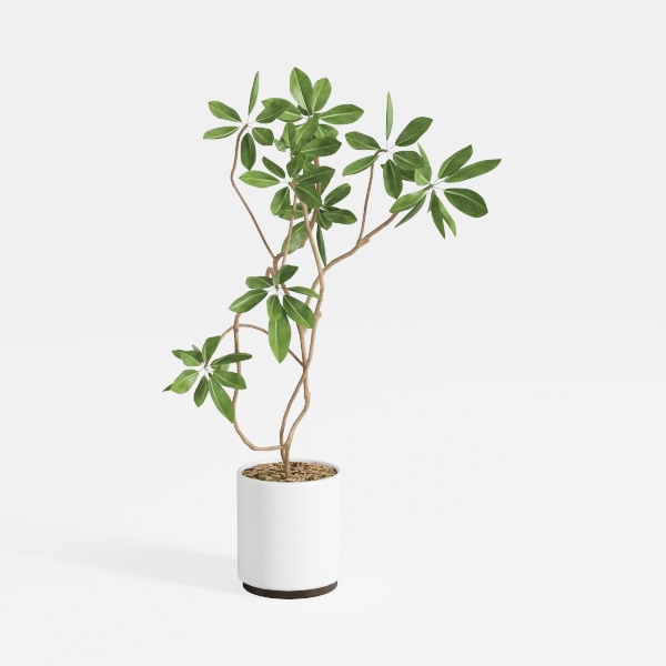 plant-Greenery Delights