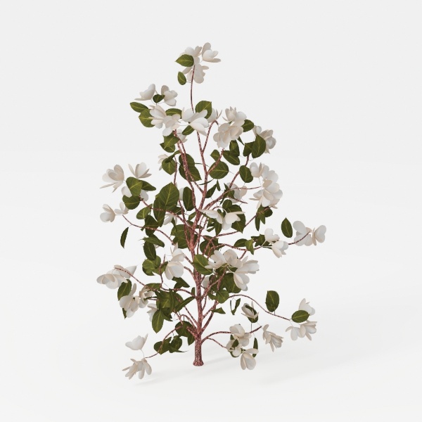 flower-Exterior Plant