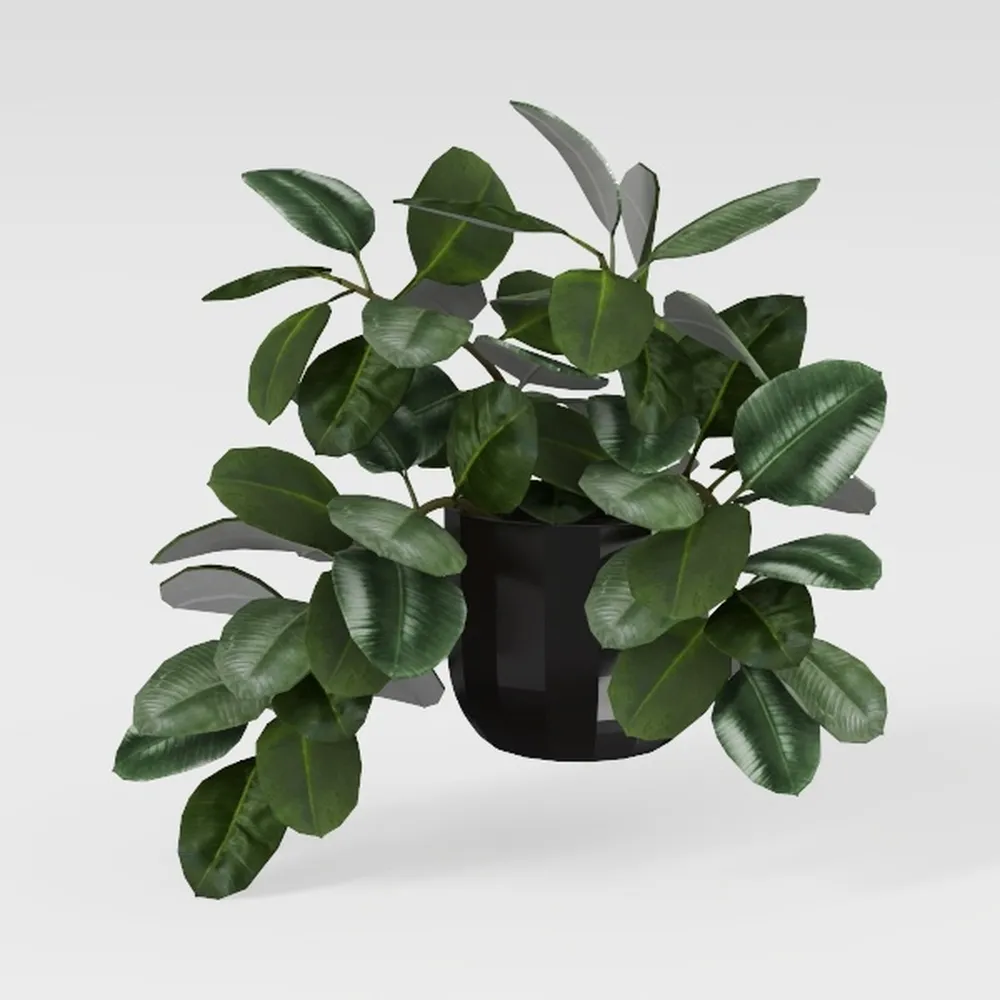 Elephant Ear Plants Collection | Black Magic