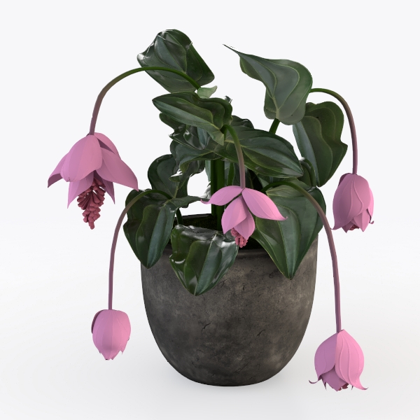 My Shelfie - Pink Bower Flower Vine, Pink Plant