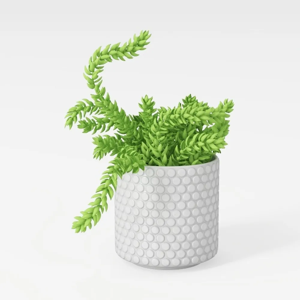 Costa Farms Bird's Nest Fern Plant, Easy Care Live