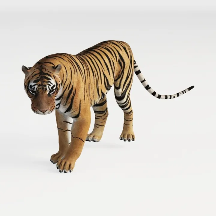 tiger-Wild Kingdom
