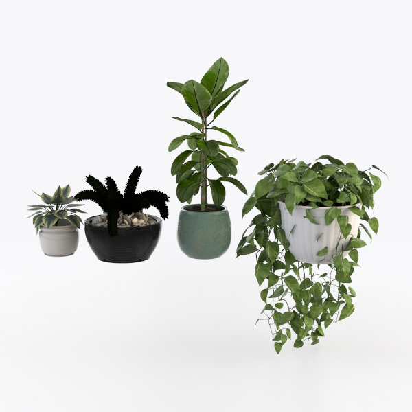 Elephant Ear Plants Collection | Black Magic