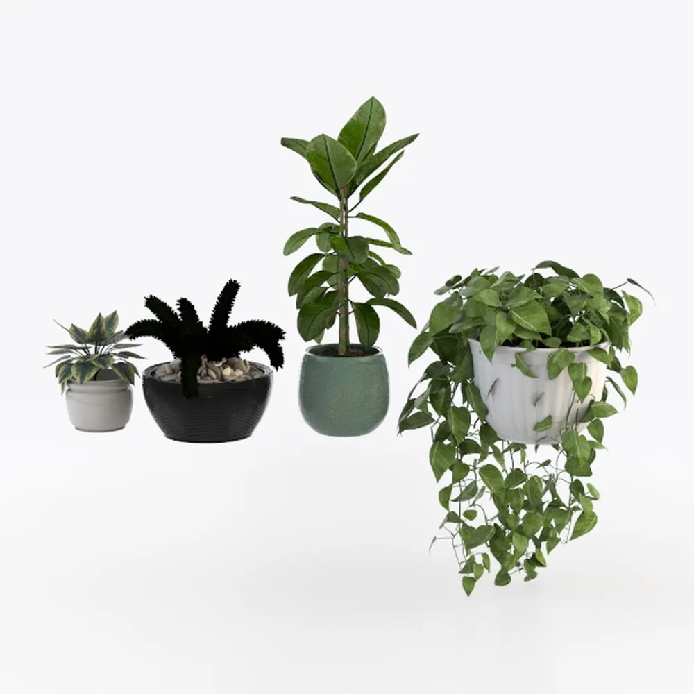 Elephant Ear Plants Collection | Black Magic