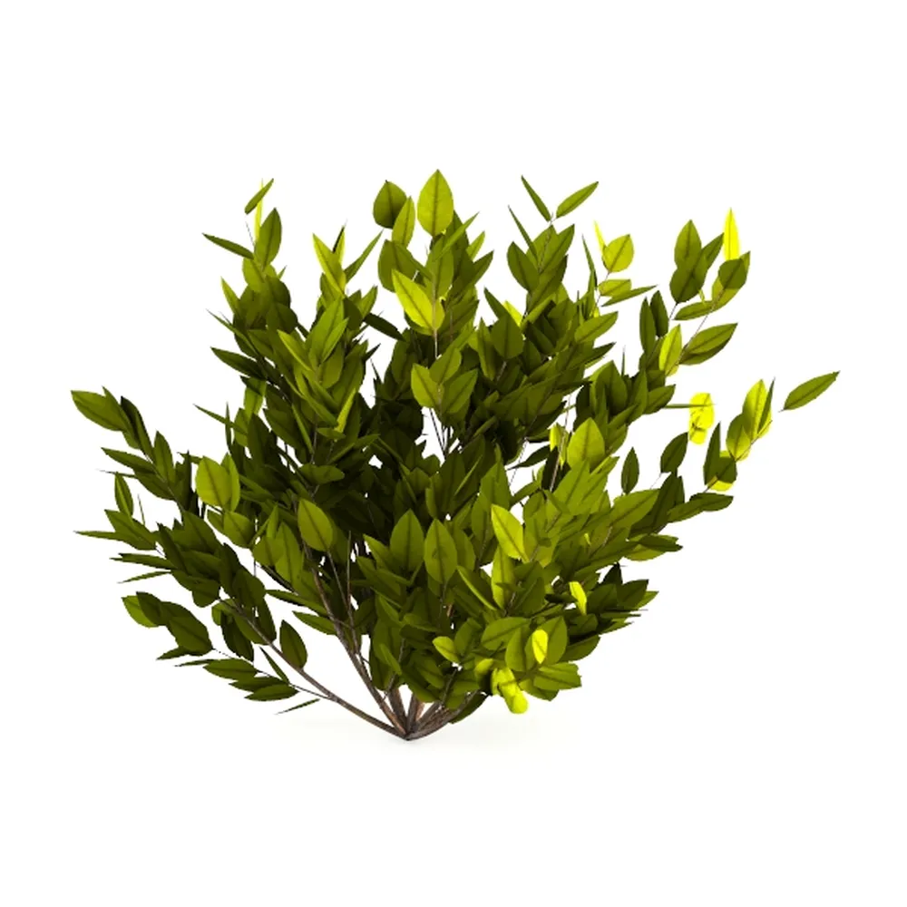 AMERICAN PLANT EXCHANGE Golden Pothos – 6-Inch Pot