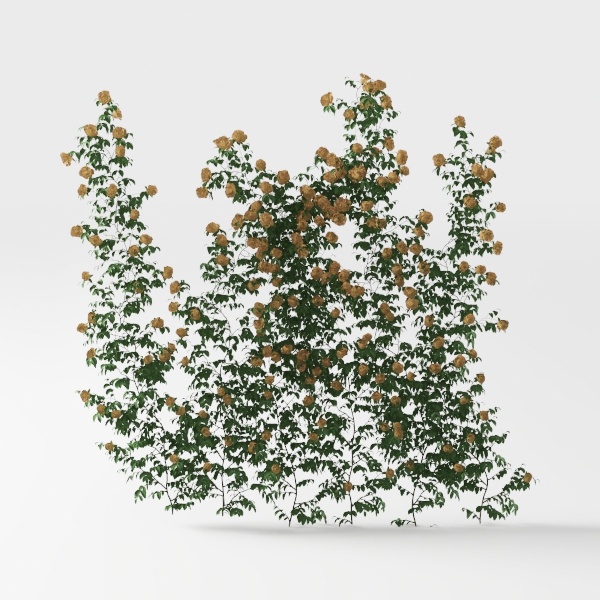 Plant wall - outdoor