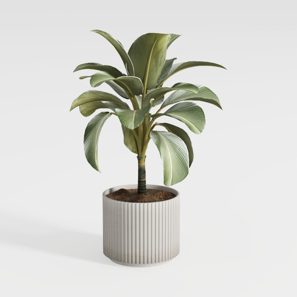 Costa Farms Albo Pothos Live Plant | Easy to Grow 