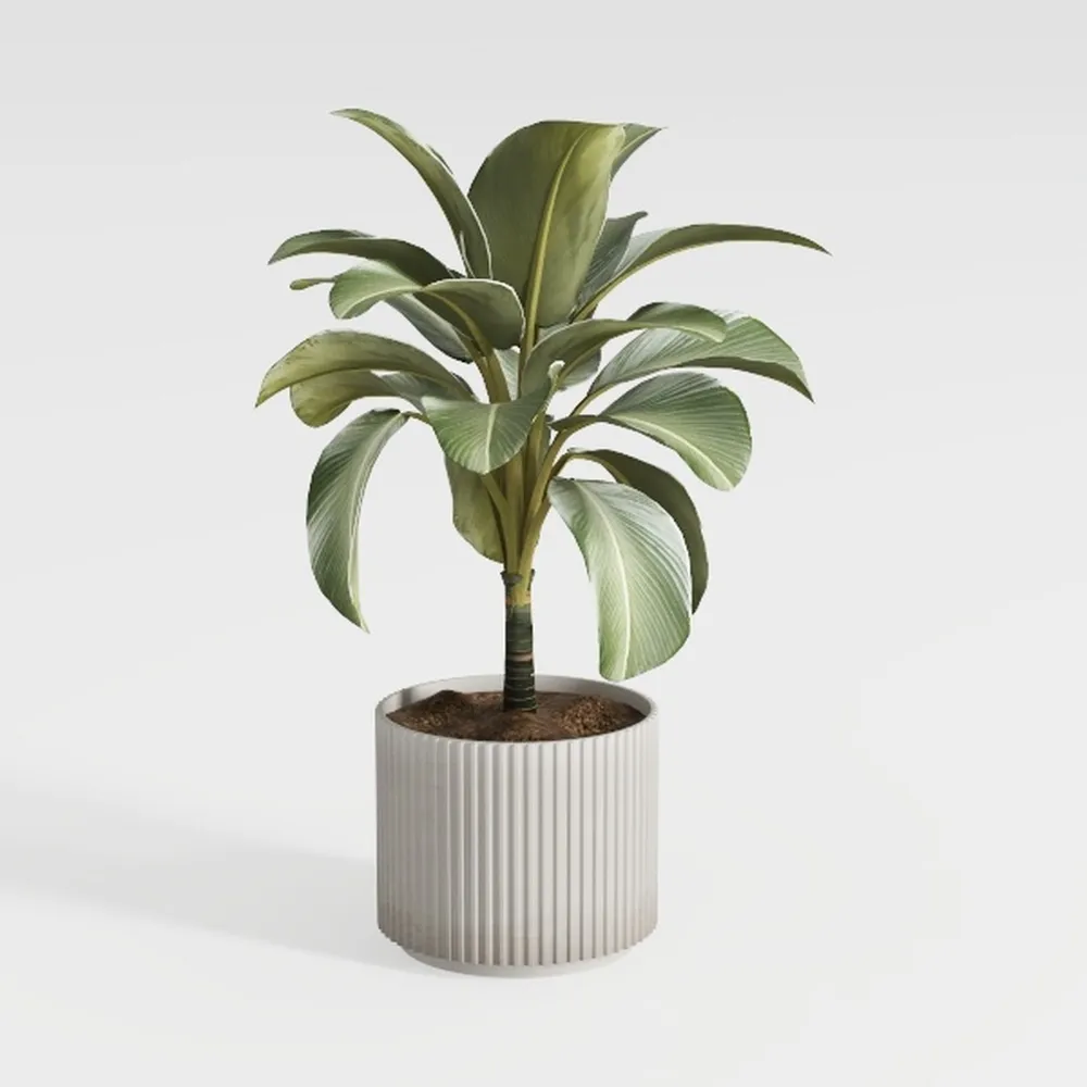 Costa Farms Albo Pothos Live Plant | Easy to Grow 