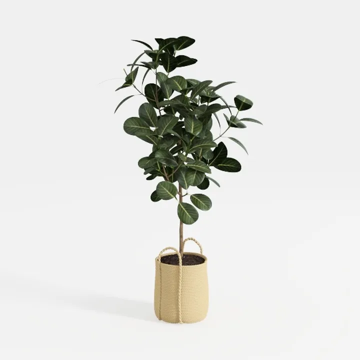 Minimalist Woven Pot Potted Faux Green Plant 3D Model