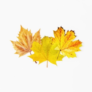 oranment-Thanksgiving