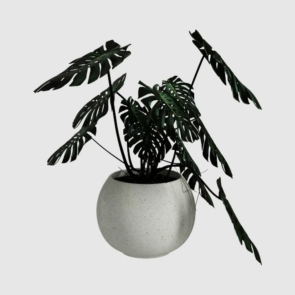 BubbleBlooms White Hypoestes Phyllostachya in a 
