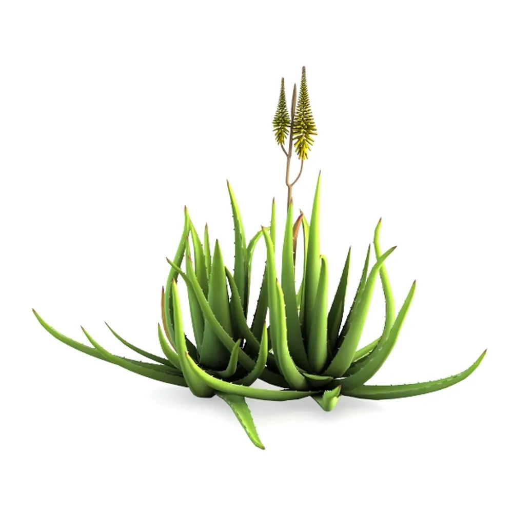 Costa Farms Ficus Live Plants (Pack of 6), Easy