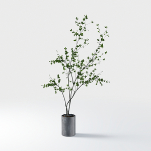 Italian Minimalism-plant 2