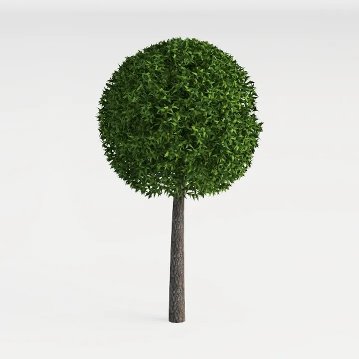 Shrub