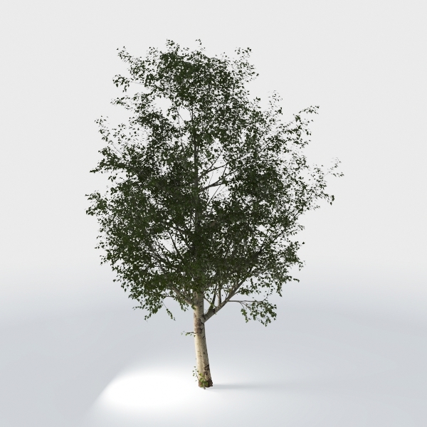 Faux Olive Tree 10ft - Tall Artificial Olive