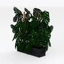 Monstera Swiss Cheese Plant Hanging Basket - Live  Right 45 Degree View