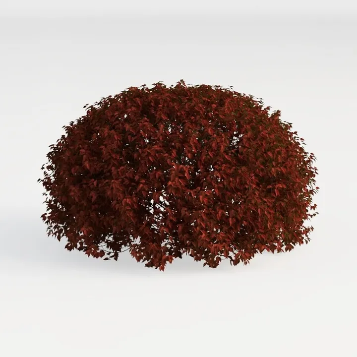 shrub-Cozy Garden Bush & Hedge
