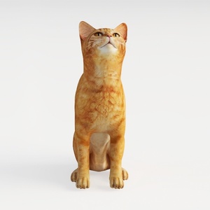 cat-Wild Kingdom