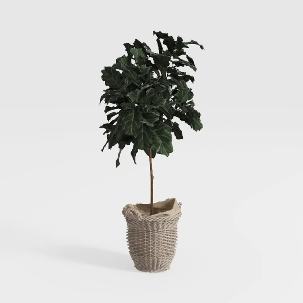 Nearly Natural 3ft Artificial Double Trunk Ficus 