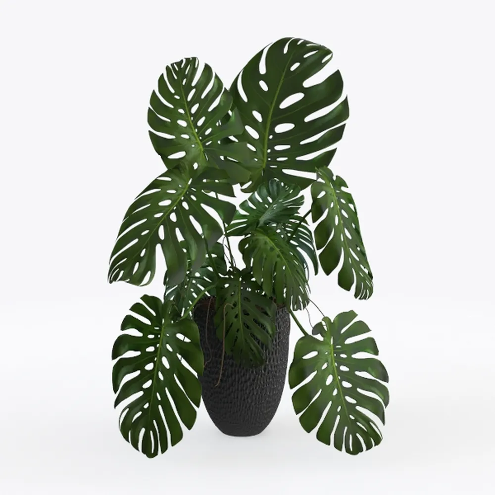 Monstera Swiss Cheese Plant Hanging Basket - Live 