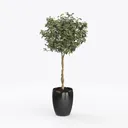 Minimalist Potted Topiary Tree Indoor Decor 3D Model Left 45 Degree View