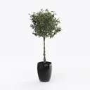 Minimalist Potted Topiary Tree Indoor Decor 3D Model Right 45 Degree View