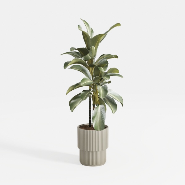 Costa Farms Peace Lily, Live Indoor Plant with