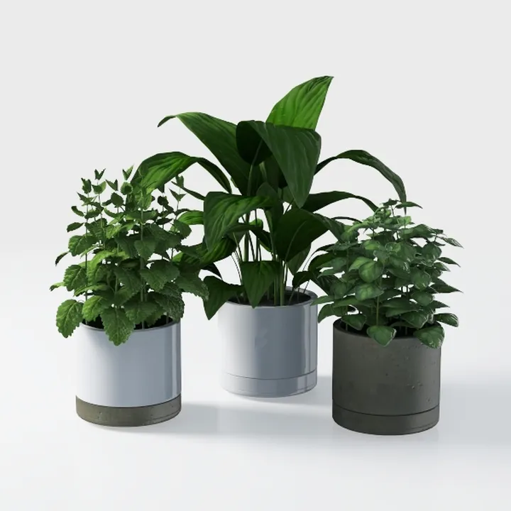 Costa Farms Ficus Live Plants (Pack of 2), Easy to