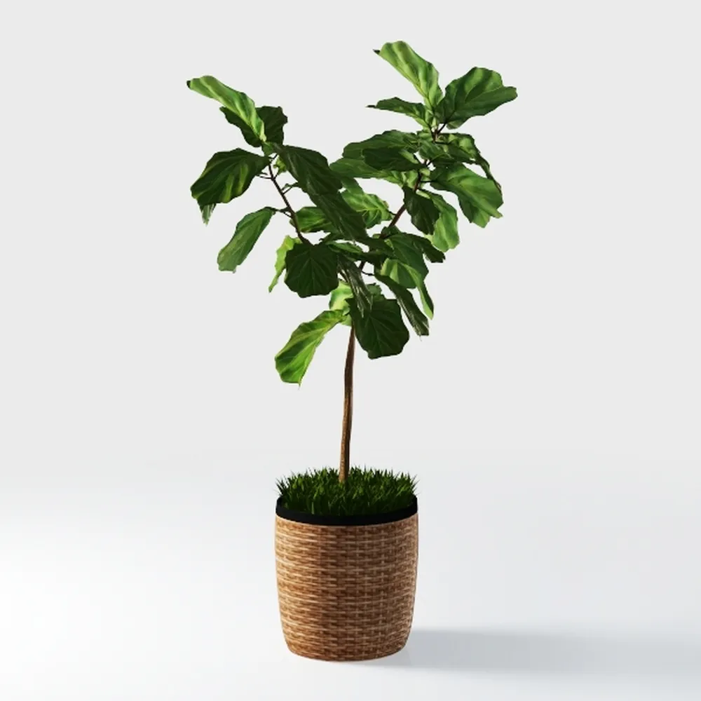 Costa Farms Money Tree Live Plants, Pack of 2 |