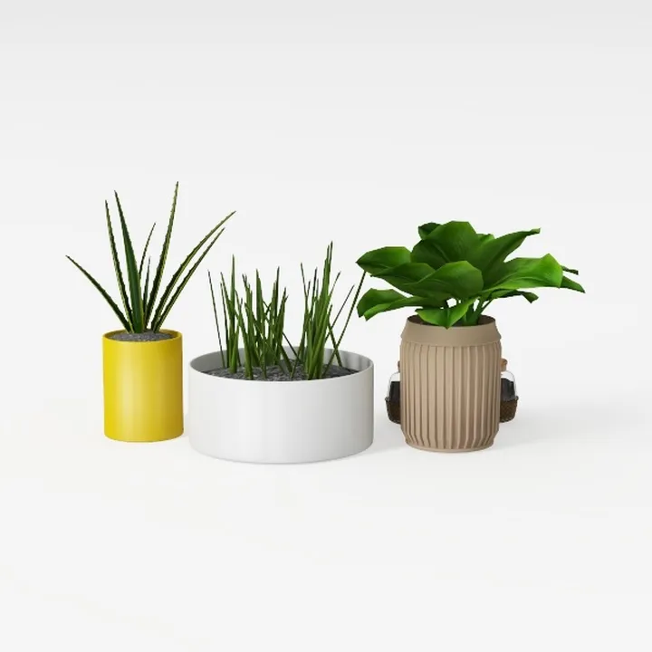 Costa Farms Live Plants (3 Pack), Easy to Grow