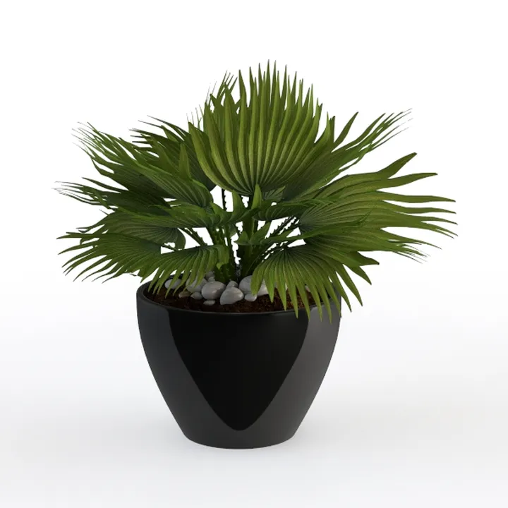 Modern Black Ceramic Potted Fan Palm Plant 3D Model