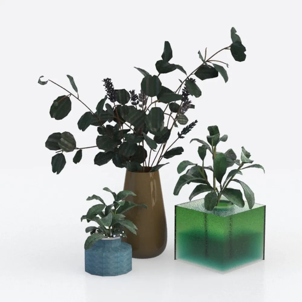 Elephant Ear Plants Collection | Black Magic