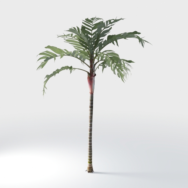 Contemporary Tropical-outdoor plant