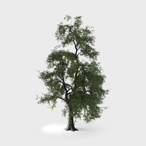 Open-air Cafe-plants 16.max