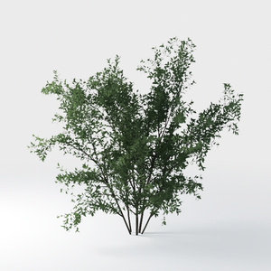 Open-air Cafe-plants 18.max