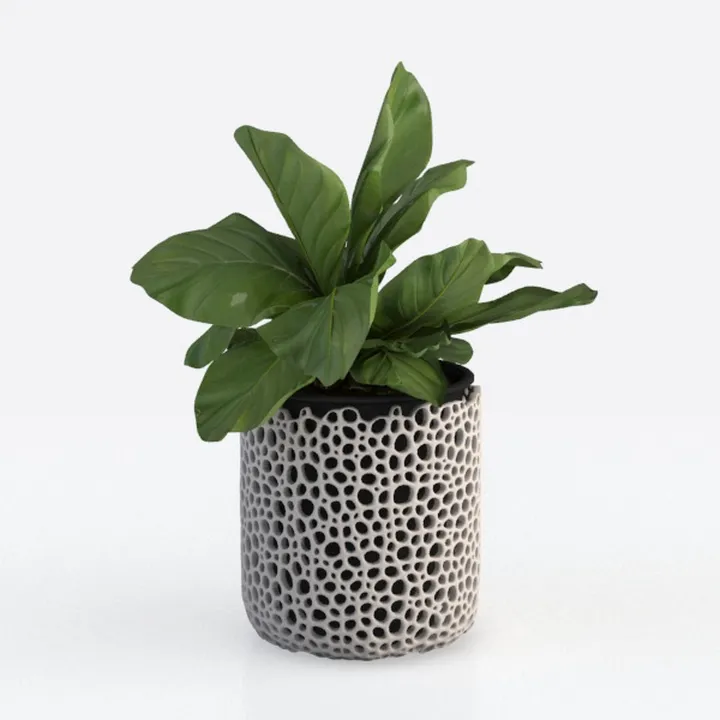 Costa Farms Live Plant, Thai Constellation Monster